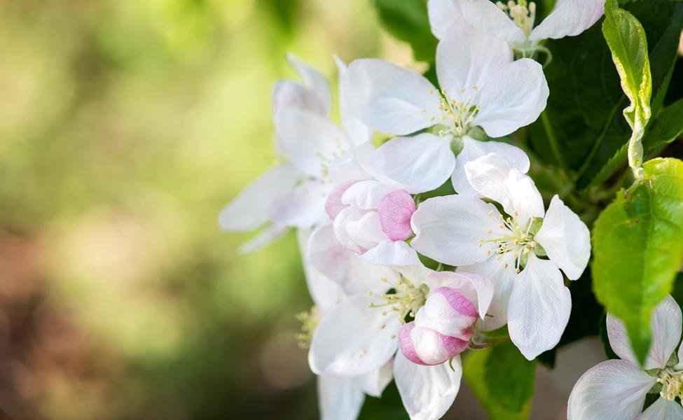 Apfelblüten