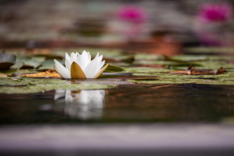 A water lily