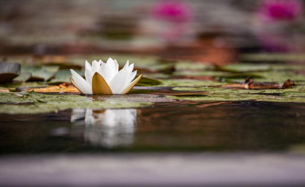 A water lily