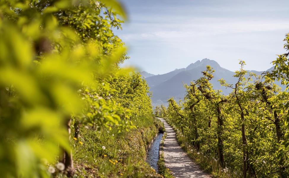 Der Marlinger Waalweg