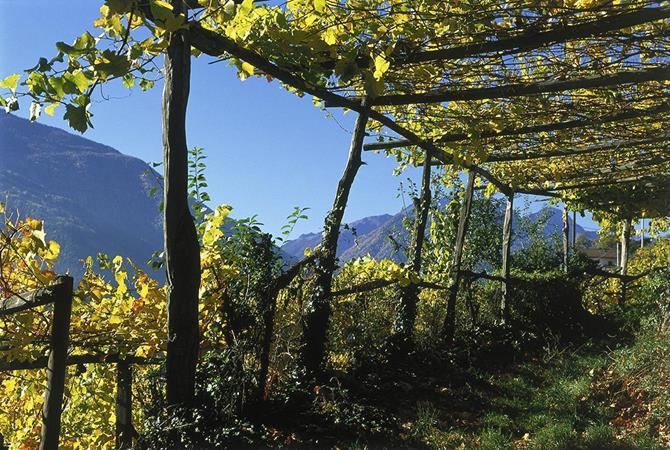 Südtiroler Weinwochen