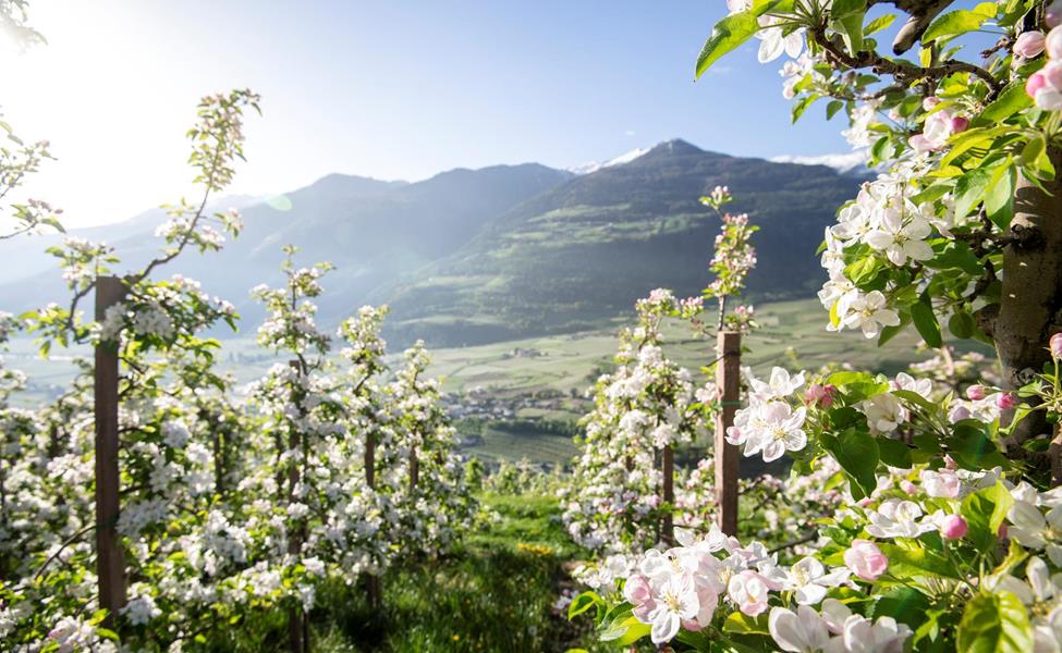 Blooming apple trees