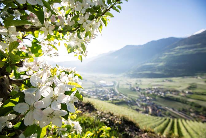 A blooming apple tree