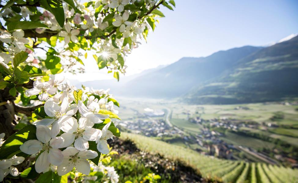 Apfelblüte