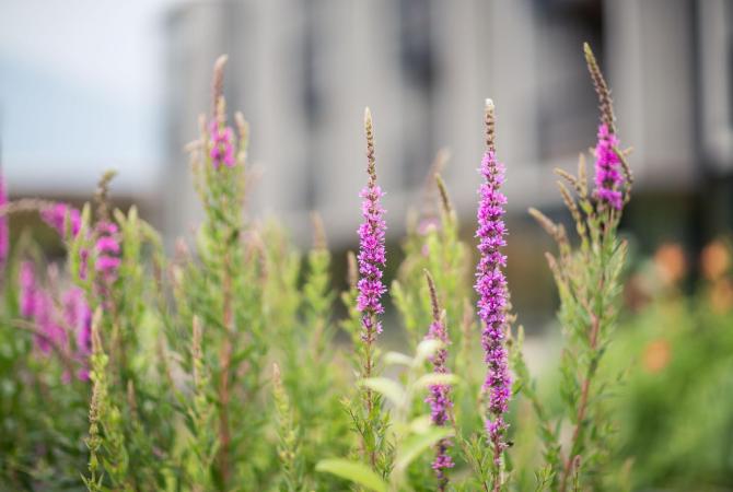 Flowers in the garden