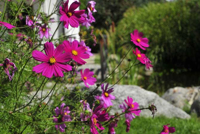 Blumen
