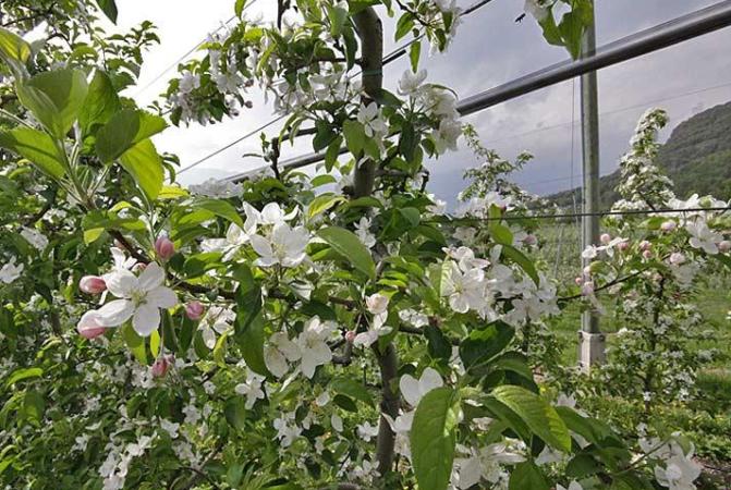 Blooming apple trees