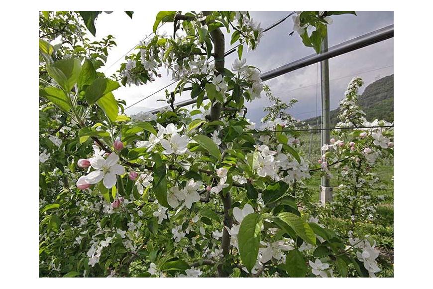 Blooming apple trees